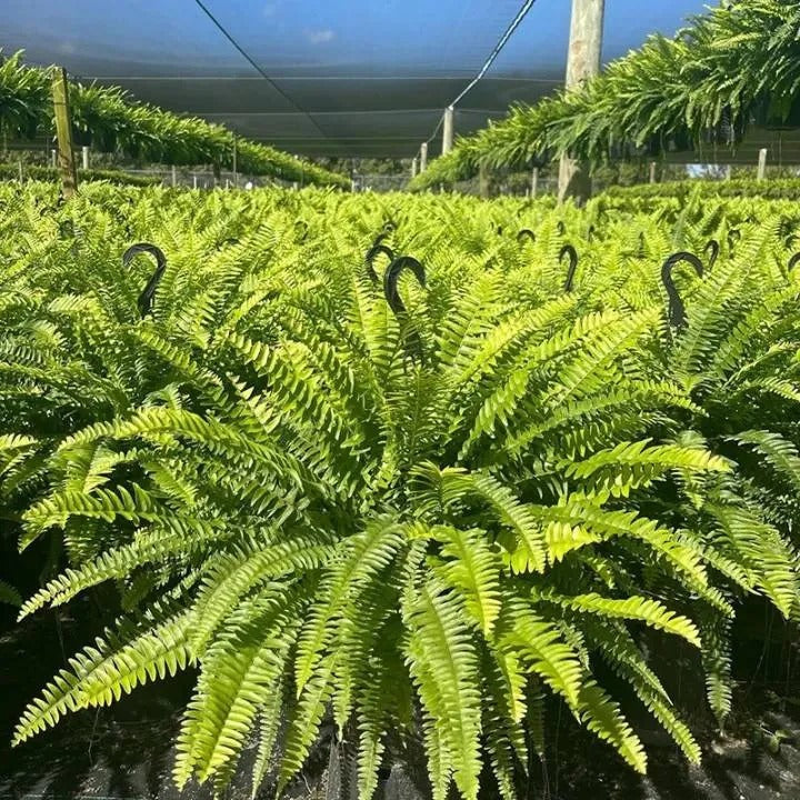 💛Glowing Boston Ferns with Lights – 🌿 Zero Watering, Zero Maintenance — image 6