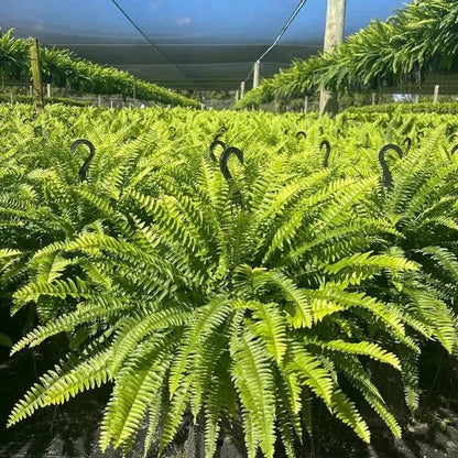 💛Glowing Boston Ferns with Lights – 🌿 Zero Watering, Zero Maintenance — image 6